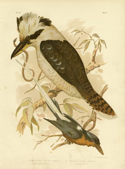 Witstaartijsvogel, 1891 door Gracius Broinowski
